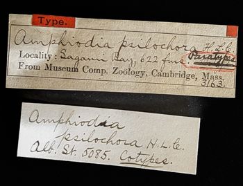 Media type: image;   Invertebrate Zoology OPH-3163 Description: Original handwritten specimen labels;  Aspect: labels